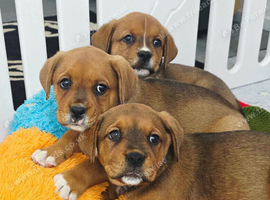 Boxer x Rottweiler (Boxweiler)