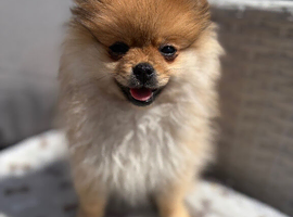 Miniature Pomeranian female