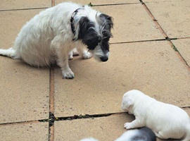 Jackrussell