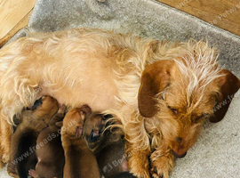 Jackshund puppies
