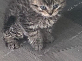 Selkirkrex kittens
