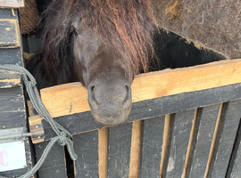 Wanted standard Shetland mare