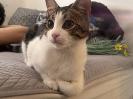 Adorable playful little boy that needs a forever loving home ASAP
