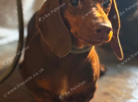 Miniature dachshund female for sale