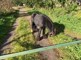 12.2 cob gelding