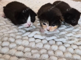 3 Beautiful Kittens Looking for Loving Homes