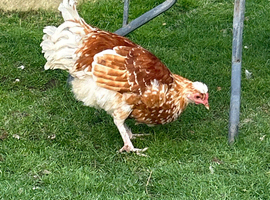 Polish pullet