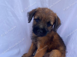 Border-terrier pups