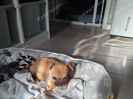 Chihuahua cross pug (chug)