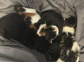 Mother and kitten