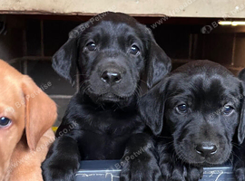 Labrador puppies