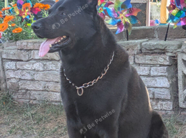 BLACK German Shepherd STUD