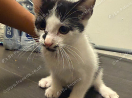 Kittens looking for forever home