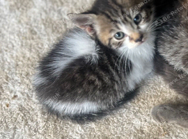 kittens