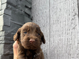 Working cocker spaniel puppy's