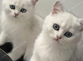*y; Courtesy Sale - Beautiful British Shorthair Kittens Looking for Loving Homes