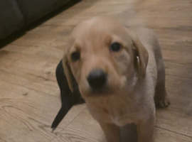 Labrador Puppies &ndash; 3 Girls & 3 Boys Available