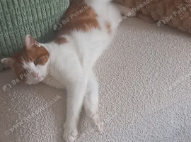 Beautiful ginger tom 1 year old Cheeto