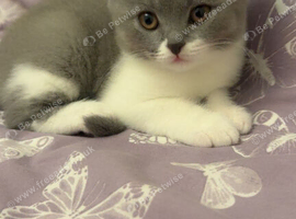 British short hair and quarter tabby kitten