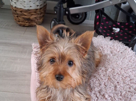 Mixed breed puppy for sale