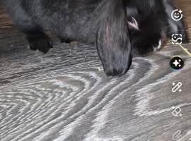 Black and white mini lop lionhead mix
