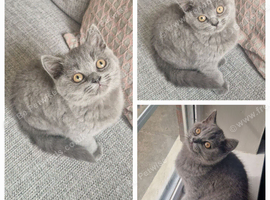 British Shorthair Kittens, GCCF PEDIGREE
