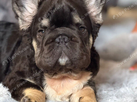 Fluffy french bulldog puppies