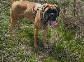 Gorgeous kc boxer girl