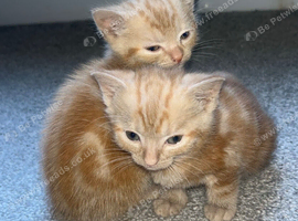 Kittens 2 ginger boys TWINS