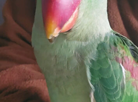 Alexandrine parakeet