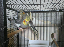 Lovely & Tame Proven Pair of Grey Cockatiels (Closed Ringed 2024)