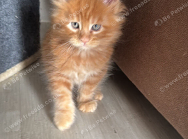 Beautiful Red Maine Coon Kittens &ndash; Little Garfields