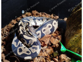 Royal python and setup
