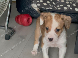 2nd gen bull greyhound pups