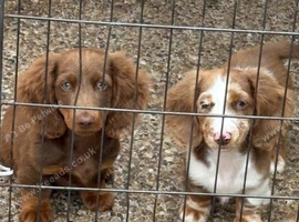 Long haired miniature Dachshund puppies