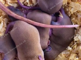 6 beautiful babys