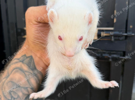 Micro ferrets ready Now!!