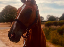 Flashy rising 3yo Irish draught mare