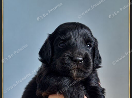 Mesmerizing golden doodle baby's