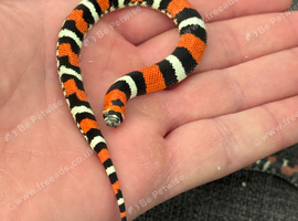 TRI COLOUR HOGNOSE SNAKES WOW!!