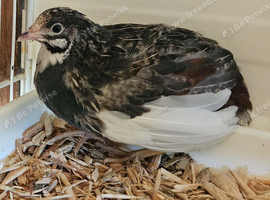 Group of 3 boys