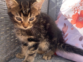 Tabby and ginger Kittens