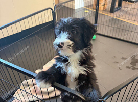 Beautiful Bearded Collie Puppies