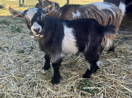 Pygmy goat boys for sale