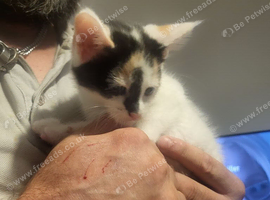 Maine coon cross kittens