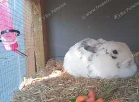 Female rabbit