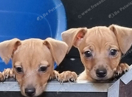 Jack Russell puppies READY NOW