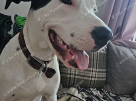 American bully cross dalmation