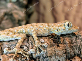 Rare fan footed gecko