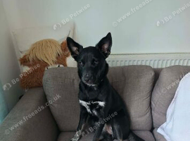 Collie cross bitch